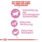 Preview: ROYAL CANIN KITTEN Trockenfutter für Kätzchen