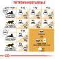 Preview: ROYAL CANIN Persian Adult Trockenfutter für Perser-Katzen
