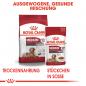 Preview: ROYAL CANIN MEDIUM Ageing 10+ Trockenfutter für ältere mittelgroße Hunde