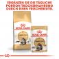 Preview: ROYAL CANIN Maine Coon Adult Katzenfutter nass