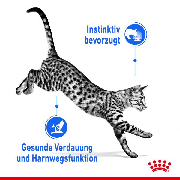 ROYAL CANIN INDOOR Sterilised in Gelee